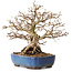 Carpinus coreana, 26 cm, ± 25 years old, with a nebari of 12 cm