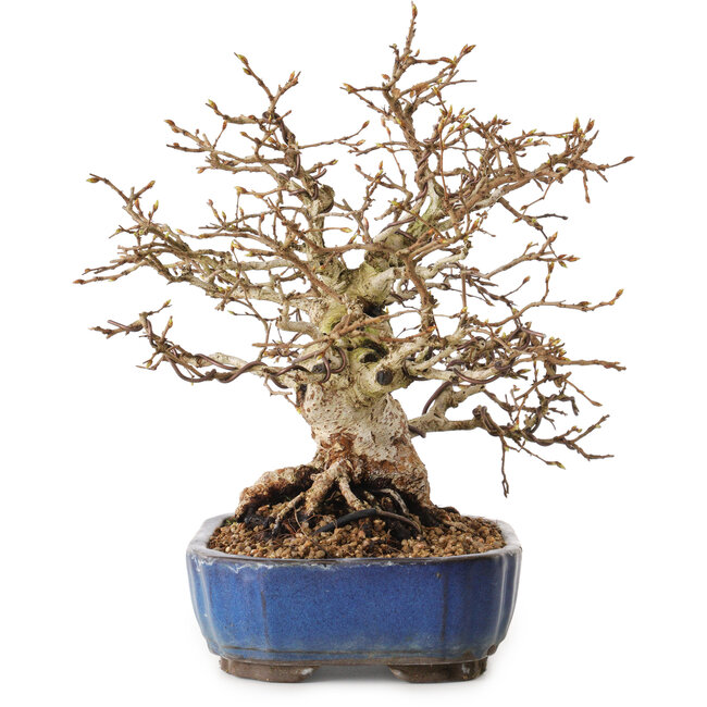 Carpinus coreana, 26 cm, ± 25 jaar oud, met een nebari van 12 cm