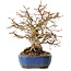 Carpinus coreana, 26 cm, ± 25 anni, con nebari di 12 cm