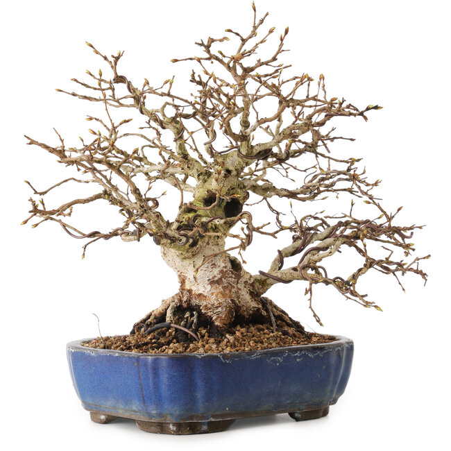 Carpinus coreana, 26 cm, ± 25 jaar oud, met een nebari van 12 cm