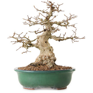 Carpinus coreana, 33 cm, ± 25 anni