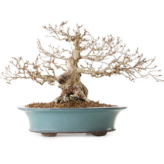 Carpinus coreana, 25 cm, ± 25 Jahre alt