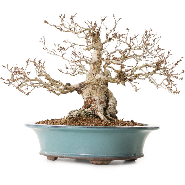 Carpinus coreana, 25 cm, ± 25 años, con un nebari de 14 cm