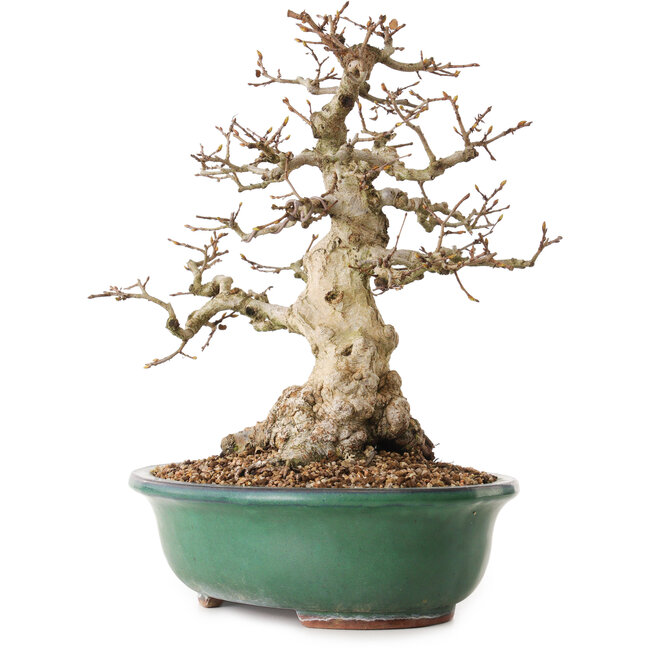 Carpinus coreana, 33 cm, ± 25 años, con un nebari de 11 cm