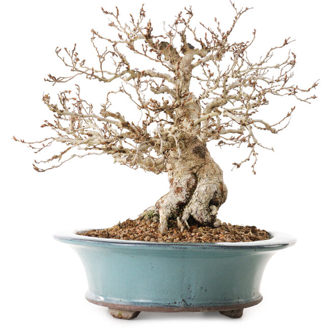 Carpinus coreana, 25 cm, ± 25 Jahre alt, mit einem Nebari von 14 cm