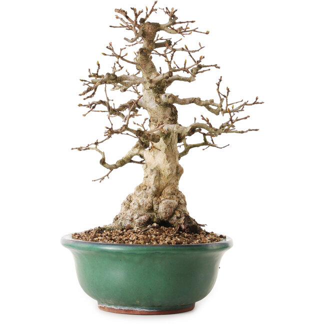 Carpinus coreana, 33 cm, ± 25 years old, with a nebari of 11 cm