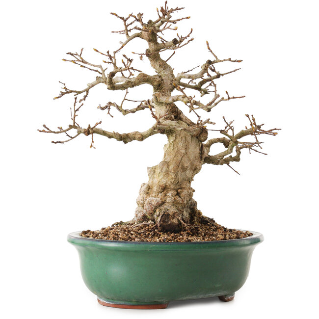 Carpinus coreana, 33 cm, ± 25 años, con un nebari de 11 cm