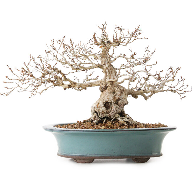 Carpinus coreana, 25 cm, ± 25 anni, con nebari di 14 cm