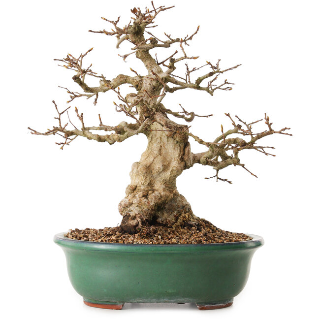 Carpinus coreana, 33 cm, ± 25 years old, with a nebari of 11 cm