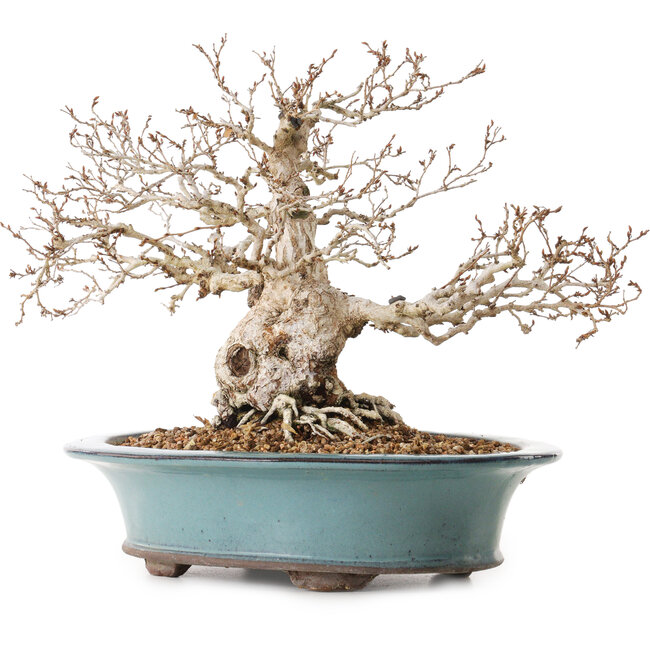 Carpinus coreana, 25 cm, ± 25 Jahre alt, mit einem Nebari von 14 cm