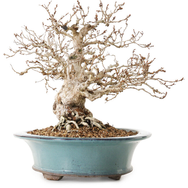 Carpinus coreana, 25 cm, ± 25 años, con un nebari de 14 cm