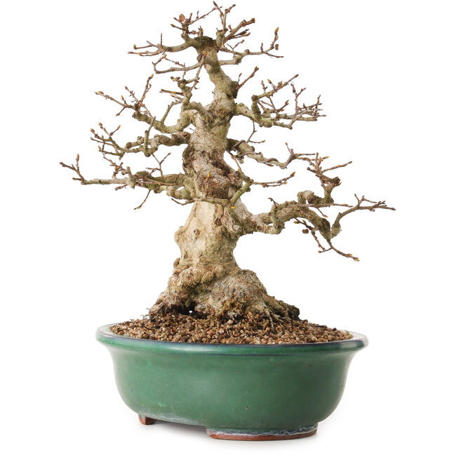 Carpinus coreana, 33 cm, ± 25 years old, with a nebari of 11 cm