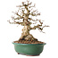 Carpinus coreana, 33 cm, ± 25 years old, with a nebari of 11 cm