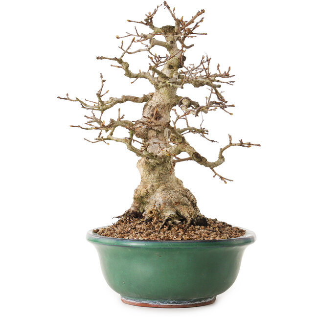 Carpinus coreana, 33 cm, ± 25 años, con un nebari de 11 cm
