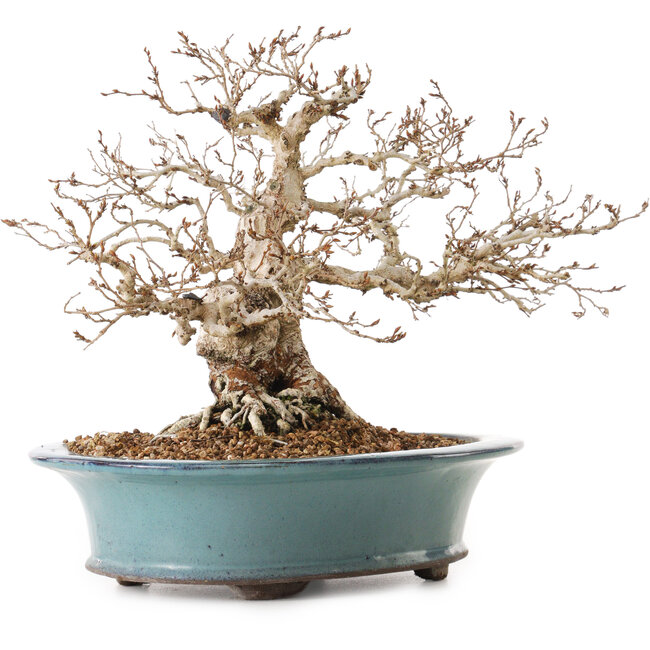 Carpinus coreana, 25 cm, ± 25 jaar oud, met een nebari van 14 cm