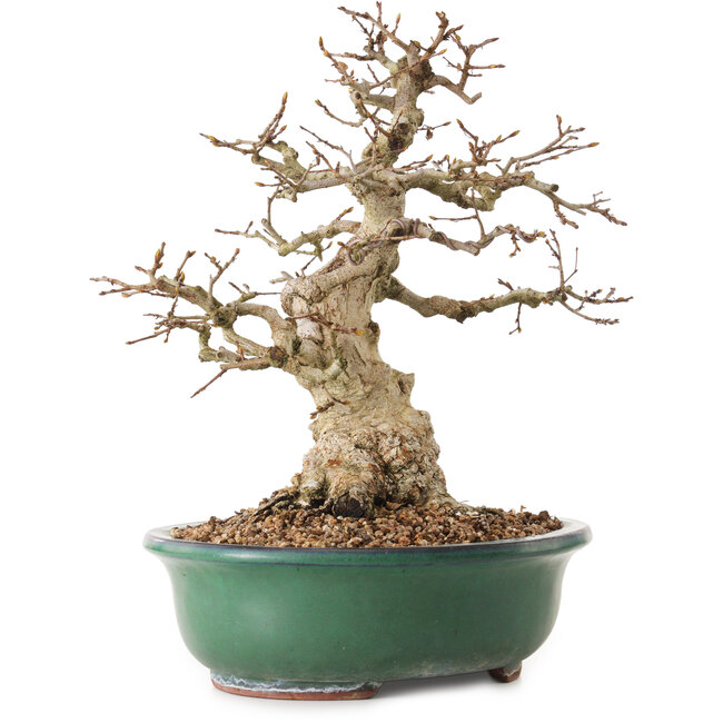Carpinus coreana, 33 cm, ± 25 years old, with a nebari of 11 cm