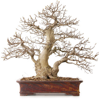 Carpinus coreana, 43 cm, ± 30 anni