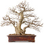 Carpinus coreana, 43 cm, ± 30 jaar oud, met een nebari van 15 cm