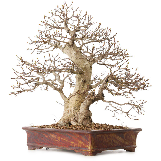 Carpinus coreana, 43 cm, ± 30 Jahre alt, mit einem Nebari von 15 cm