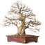 Carpinus coreana, 43 cm, ± 30 jaar oud, met een nebari van 15 cm