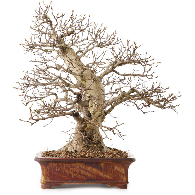 Carpinus coreana, 43 cm, ± 30 years old, with a nebari of 15 cm