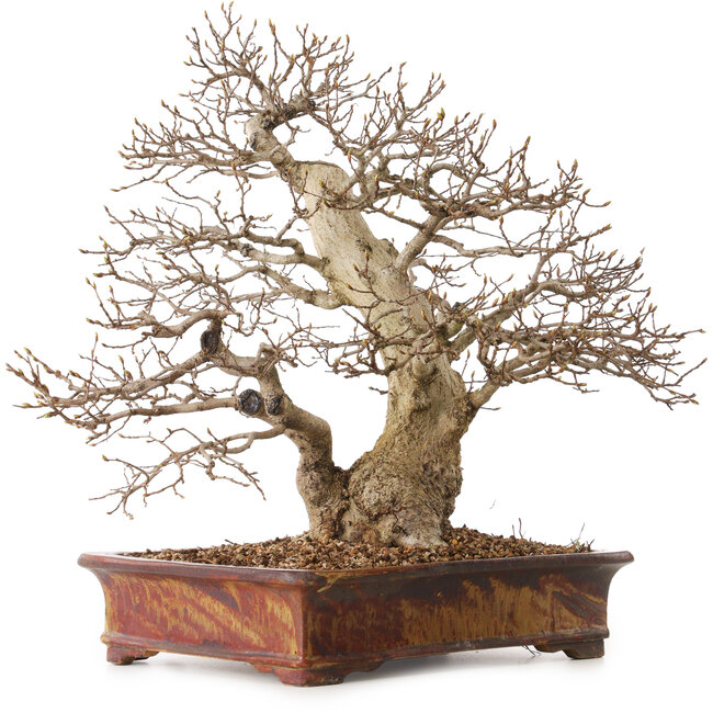 Carpinus coreana, 43 cm, ± 30 years old, with a nebari of 15 cm