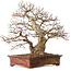 Carpinus coreana, 43 cm, ± 30 years old, with a nebari of 15 cm