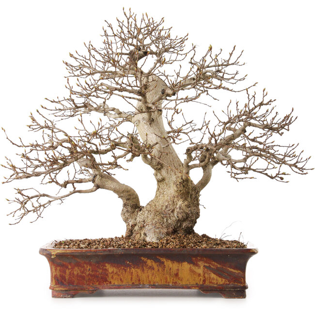 Carpinus coreana, 43 cm, ± 30 años, con un nebari de 15 cm