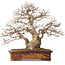 Carpinus coreana, 43 cm, ± 30 Jahre alt, mit einem Nebari von 15 cm