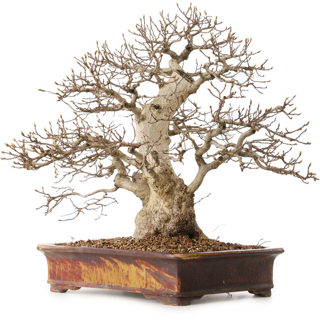 Carpinus coreana, 43 cm, ± 30 jaar oud, met een nebari van 15 cm