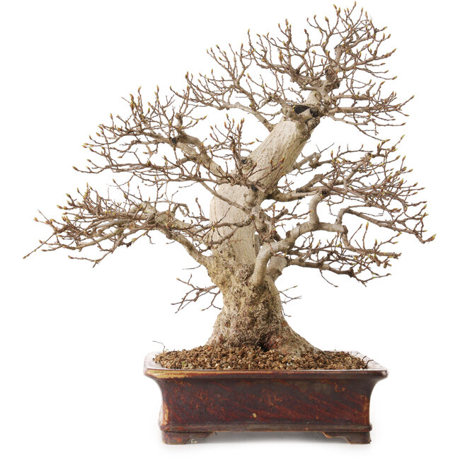 Carpinus coreana, 43 cm, ± 30 Jahre alt, mit einem Nebari von 15 cm