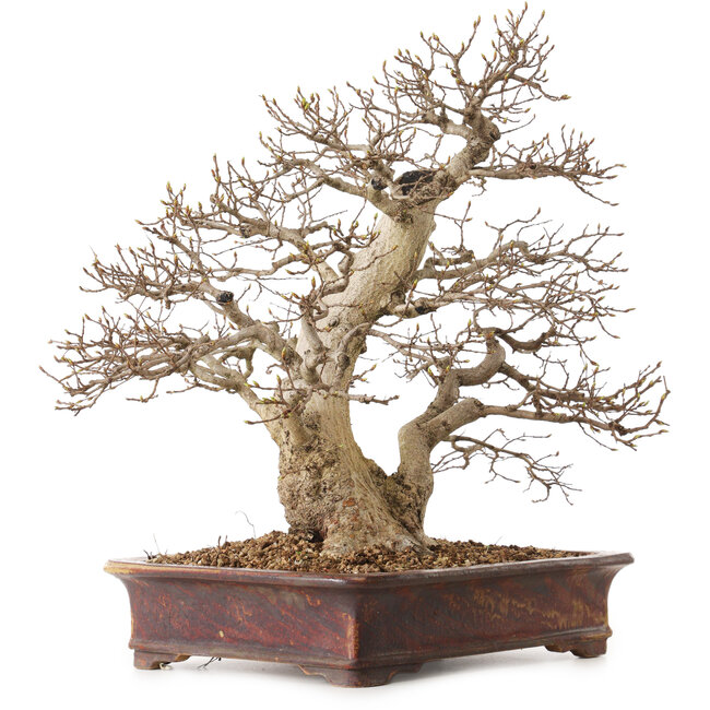 Carpinus coreana, 43 cm, ± 30 Jahre alt, mit einem Nebari von 15 cm