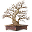 Carpinus coreana, 43 cm, ± 30 years old, with a nebari of 15 cm