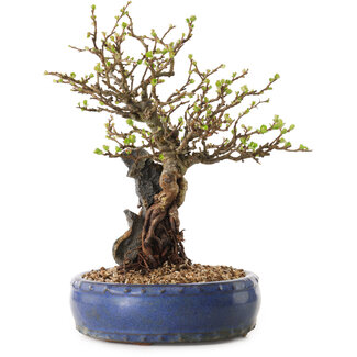 Chaenomeles speciosa, 30 cm, ± 25 ans