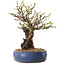 Chaenomeles speciosa, 30 cm, ± 25 ans