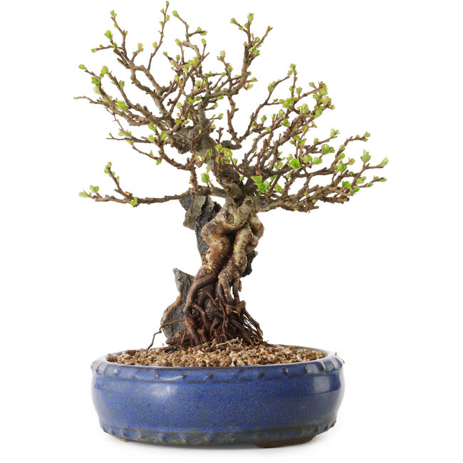 Chaenomeles speciosa, 30 cm, ± 25 ans