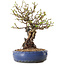 Chaenomeles speciosa, 30 cm, ± 25 ans