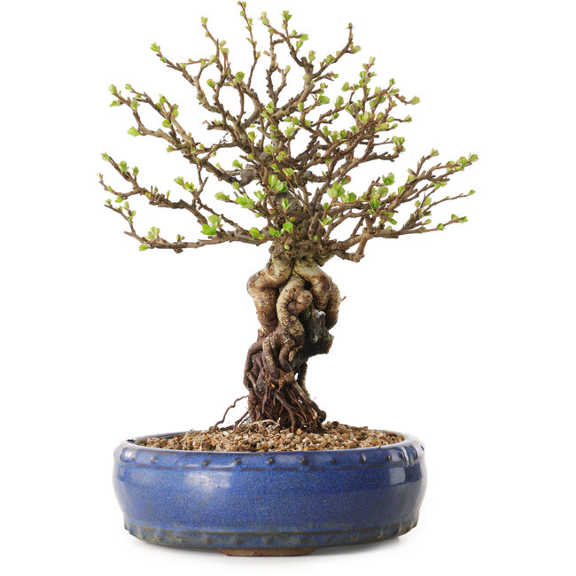 Chaenomeles speciosa, 30 cm, ± 25 años de edad