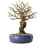 Chaenomeles speciosa, 30 cm, ± 25 ans