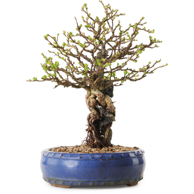 Chaenomeles speciosa, 30 cm, ± 25 ans