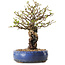 Chaenomeles speciosa, 30 cm, ± 25 ans