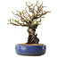 Chaenomeles speciosa, 30 cm, ± 25 ans