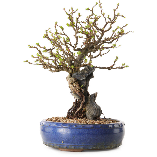 Chaenomeles speciosa, 30 cm, ± 25 ans