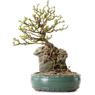 Chaenomeles speciosa, 27 cm, ± 25 ans
