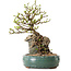 Chaenomeles speciosa, 27 cm, ± 25 ans