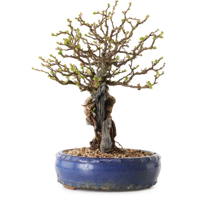 Chaenomeles speciosa, 30 cm, ± 25 años de edad