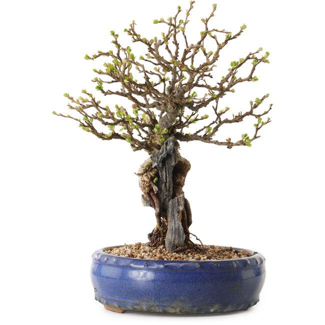 Chaenomeles speciosa, 30 cm, ± 25 ans