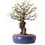 Chaenomeles speciosa, 30 cm, ± 25 ans