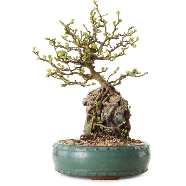 Chaenomeles speciosa, 27 cm, ± 25 años de edad