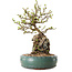 Chaenomeles speciosa, 27 cm, ± 25 ans